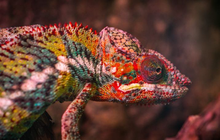 Why do chameleons change color?